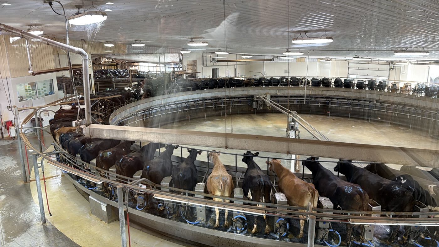EuroTier için Çiftçi Rotası tarafından seçilen hayvancılık tematik görseli