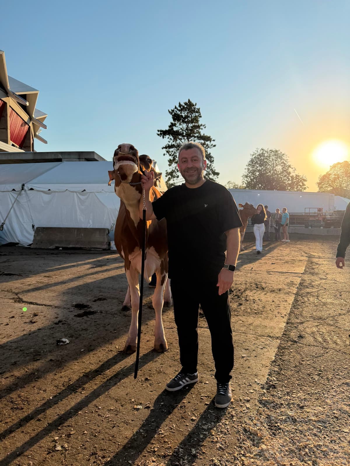 Davut Karaman, gün batımında bir sığırın yanında